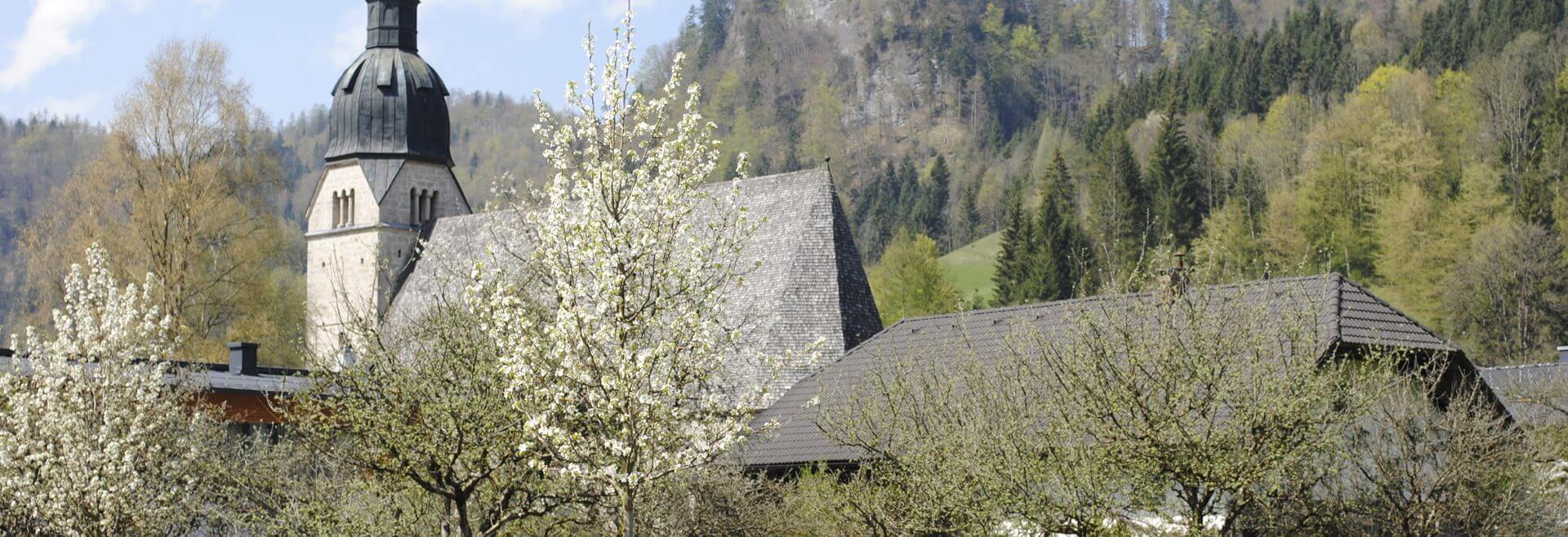 Die Kirche von Scheffau mit blühenden Obstbäumen