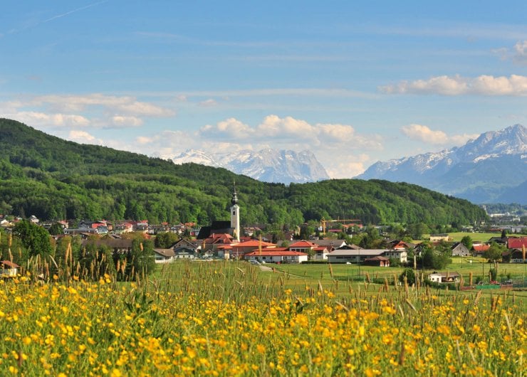 Blühende Wiesen, in Hintergrund die Gemeinde Anthering mit dem Kirchturm