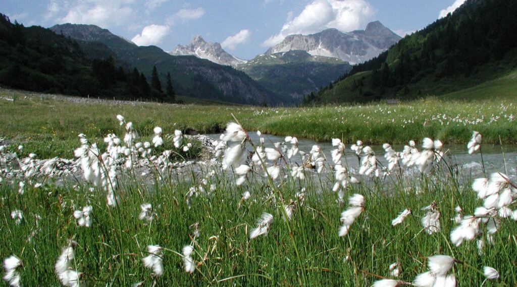 Naturpark Riedingtal - weißblühendes Gras im Vordergrund, im Hintergrund Berge und weiße Wolken