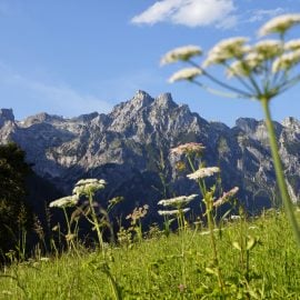 Schroffe Berge und sanfte Almwiesen