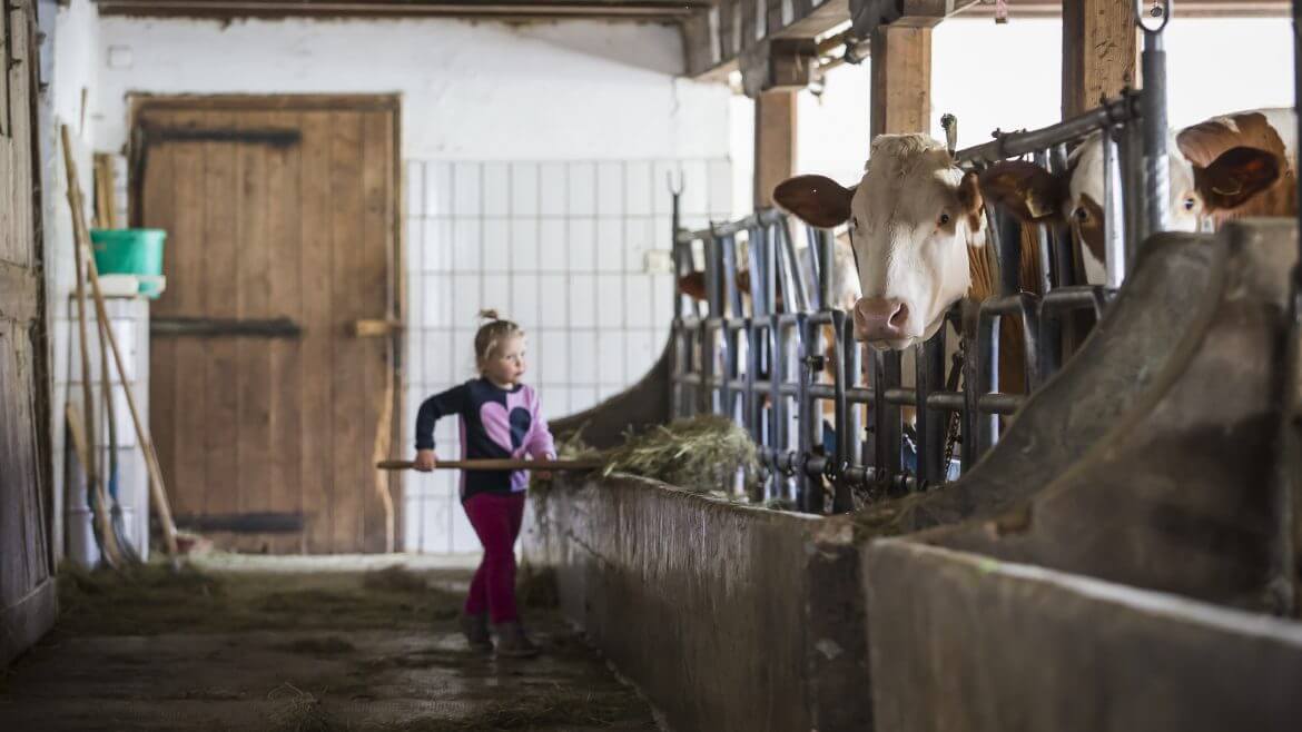 Kind hilft beim Kühefüttern im Stall