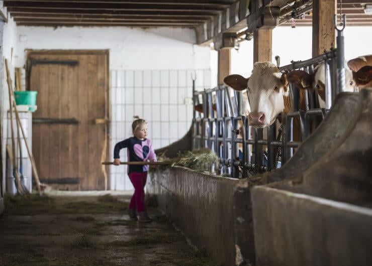 Kind hilft beim Kühefüttern im Stall