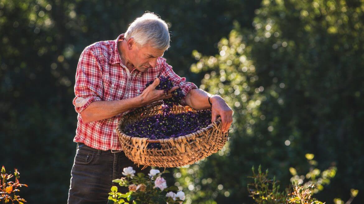 Andreas Kocher in seinem Kräutergarten mit getrockneten Kräutern in einem Korb
