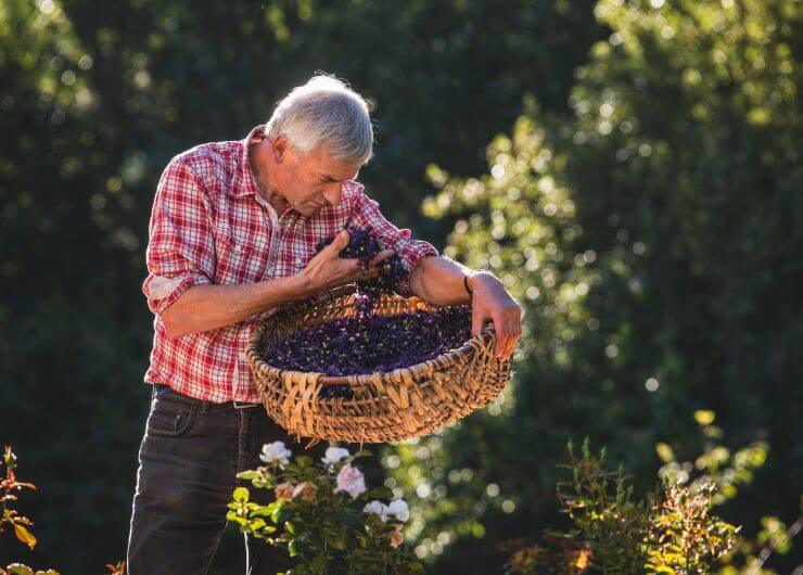 Andreas Kocher in seinem Kräutergarten mit getrockneten Kräutern in einem Korb