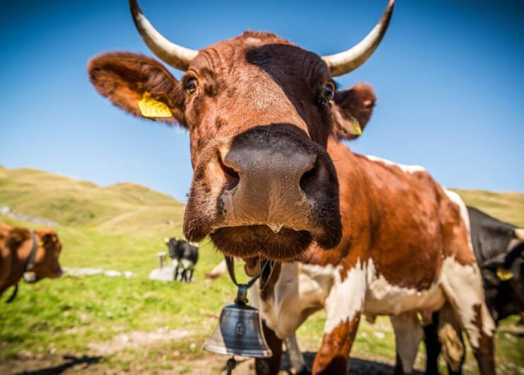 Kuh auf der Weide schaut neugierig, streckt den Kopf ganz nah zur Linse
