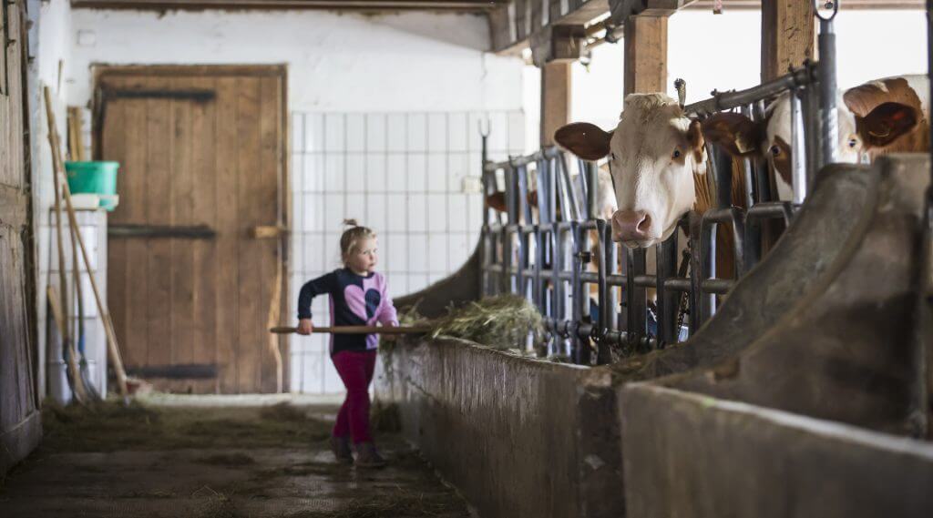 Kleines Mädchen beim Füttern der Kühe im Stall