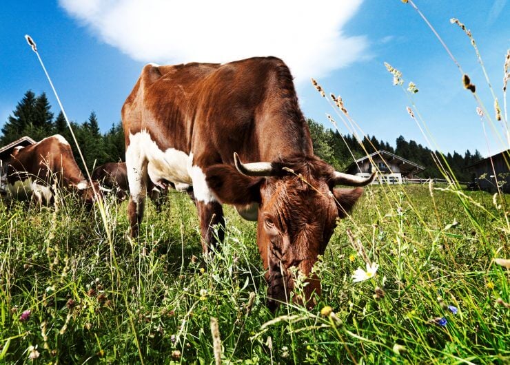 Kuh auf Wiese, Pinzgauer Rind