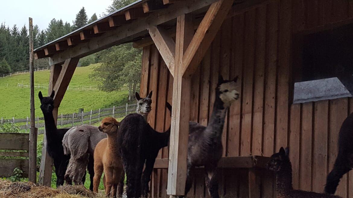 Alpakas beim Alpengasthof Schlögelberger